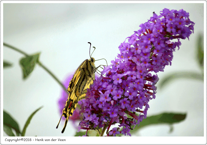 De koninginnenpage (Papilio machaon) 1