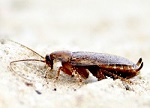 Duitse kakkerlak