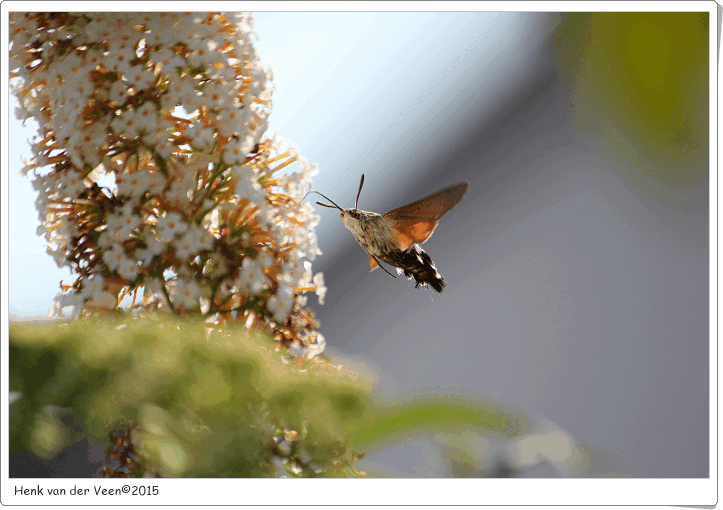 Kolibrievlinder1